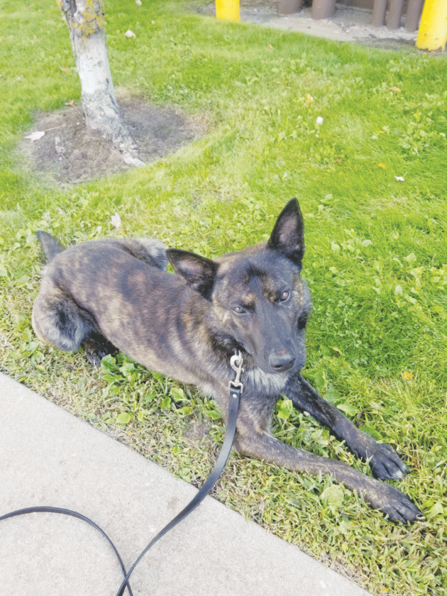 K9 gets ready for Gladstone duties News, Sports, Jobs Daily Press